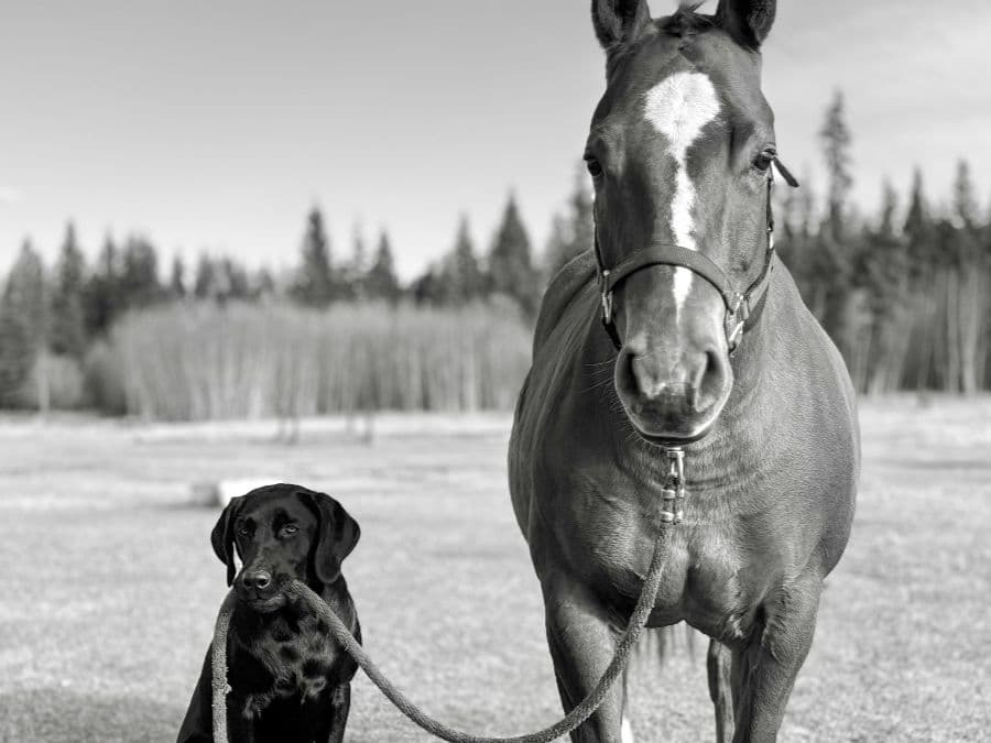 Emily johnston walkies