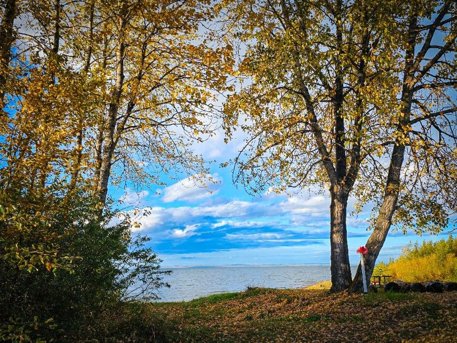 George cherian through the trees