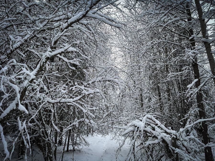 Jade beck winter trees