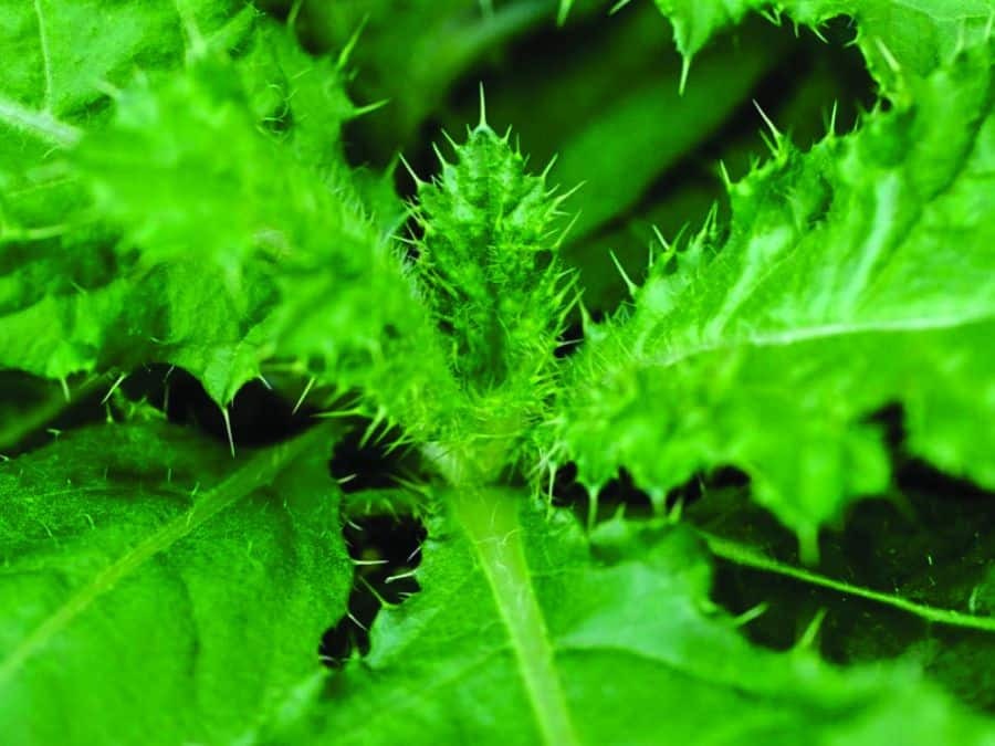 Gallery canada thistle 02 Gallery canada thistle 02