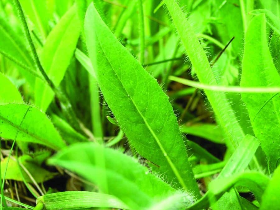 Gallery orange hawkweed 02 Gallery orange hawkweed 02
