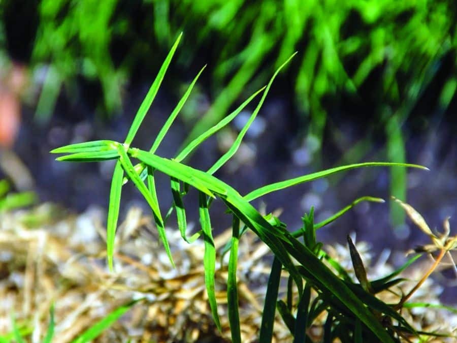 Gallery yellow toadflax 02 Gallery yellow toadflax 02