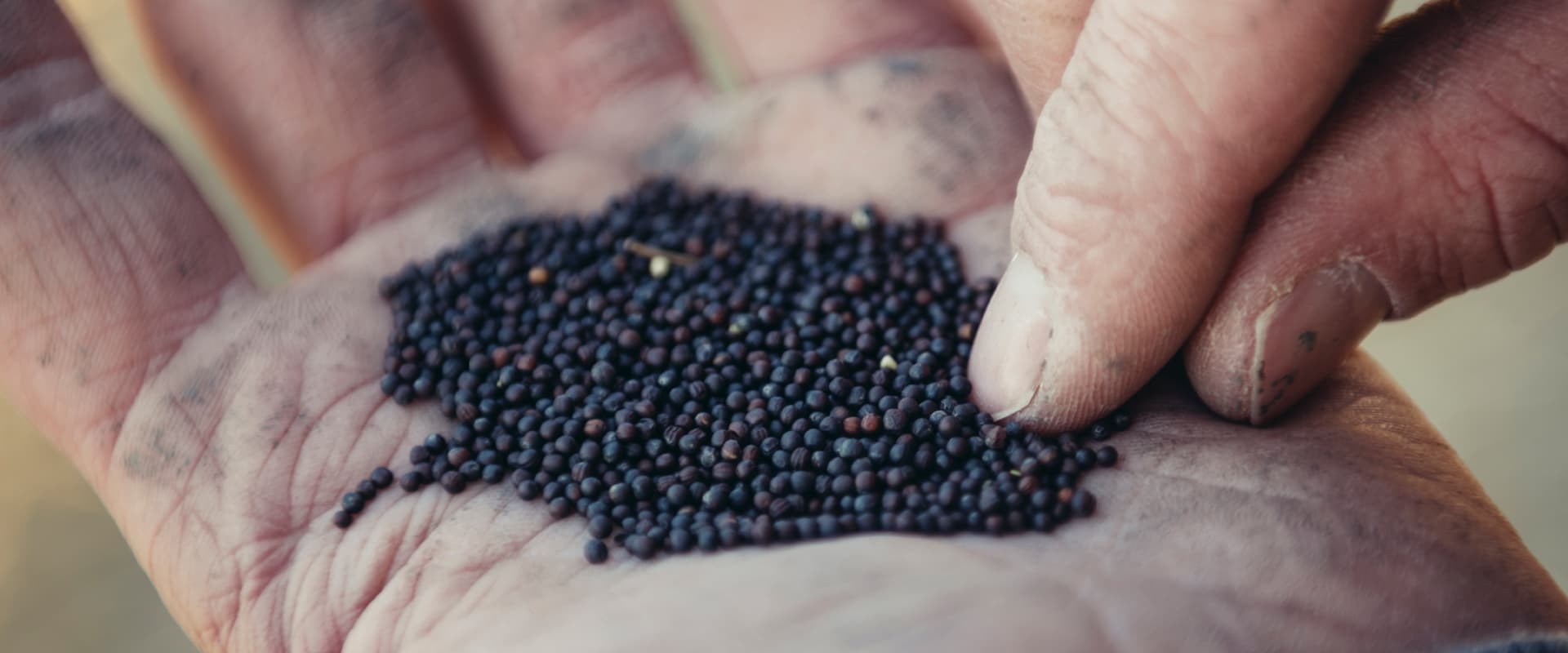 Header canola seeds 01