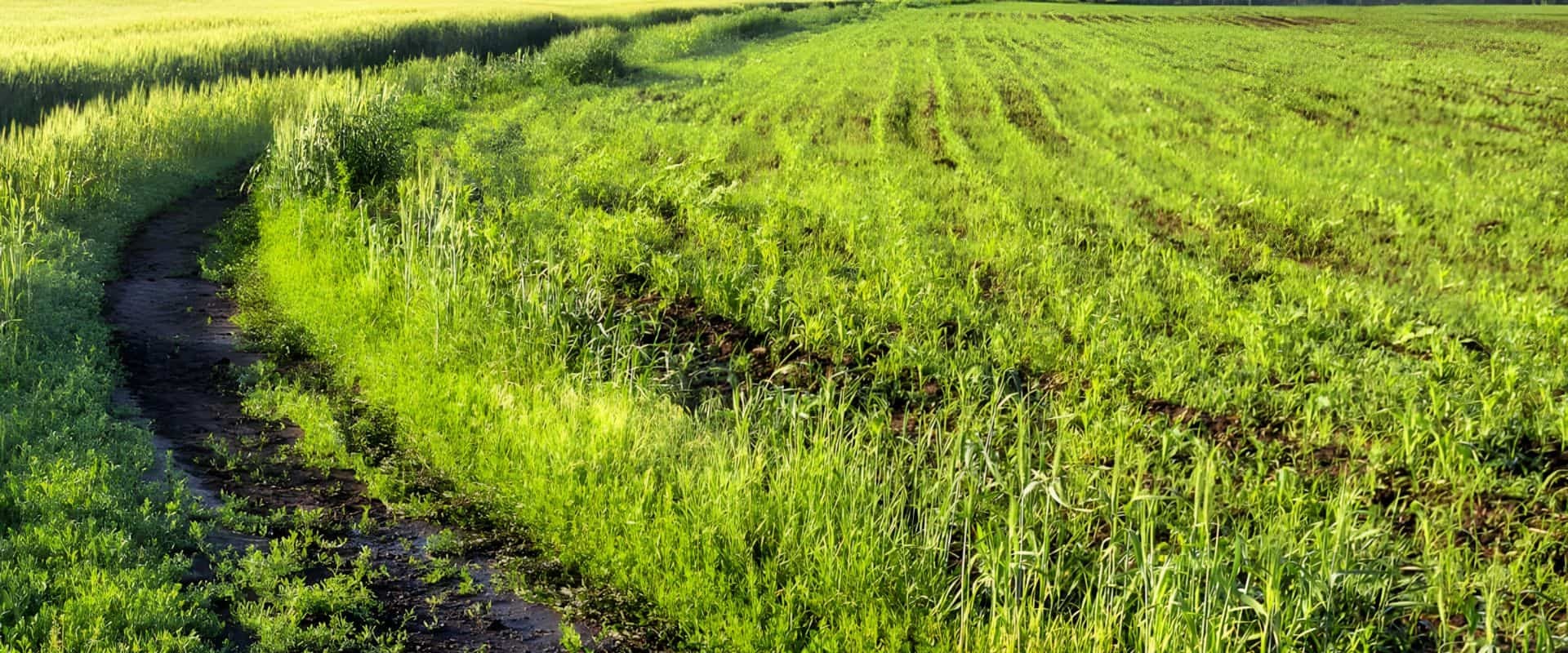 Header field textural 01