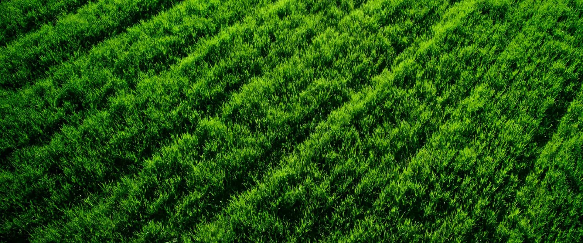 Header field textural 06