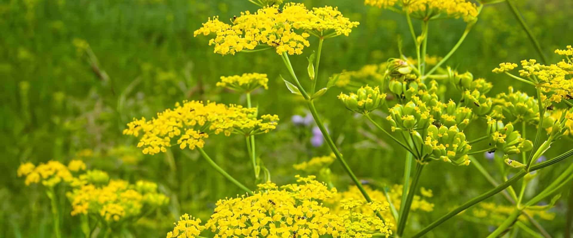 Header weeds 09