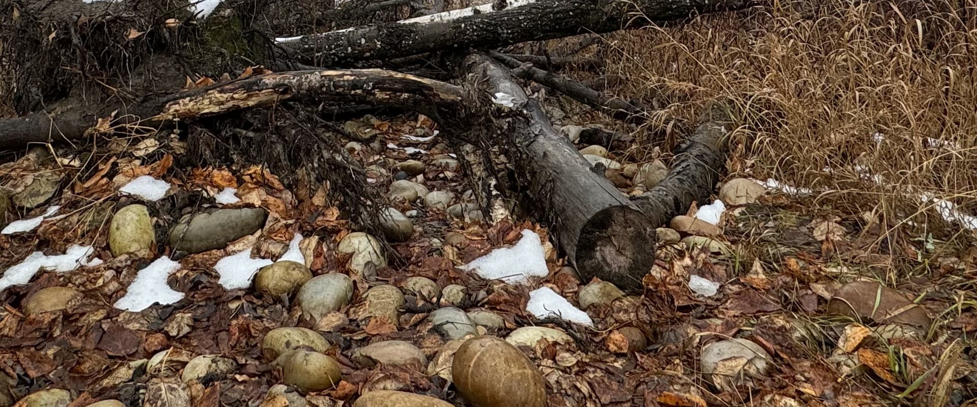 Header forest closeup 01