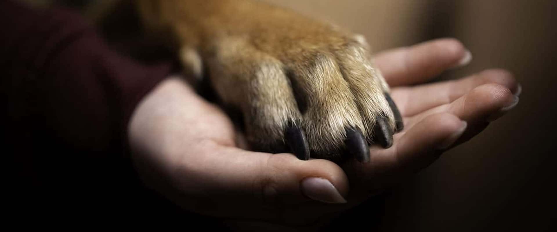 Header paw closeup 01