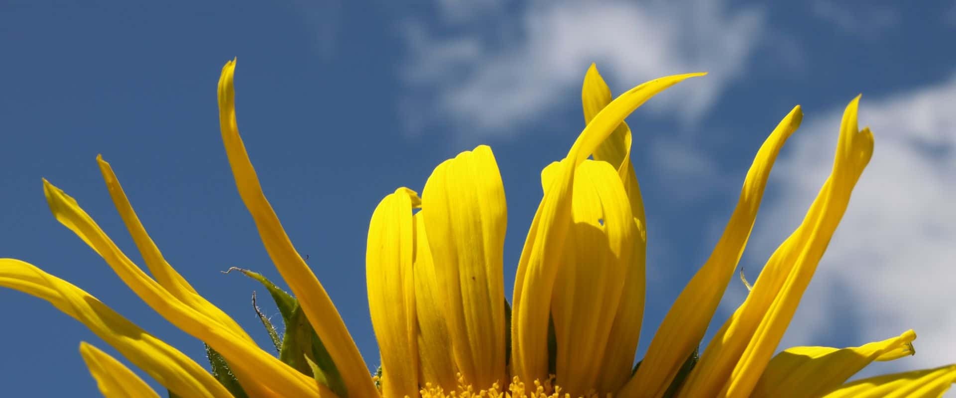 Header petals closeup 01