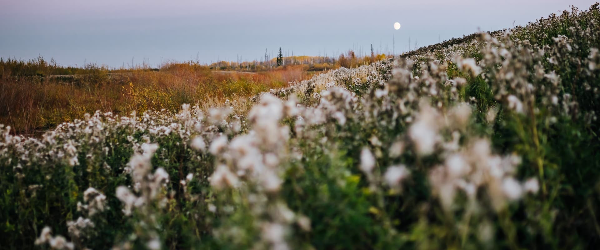 Header meadow spring 01