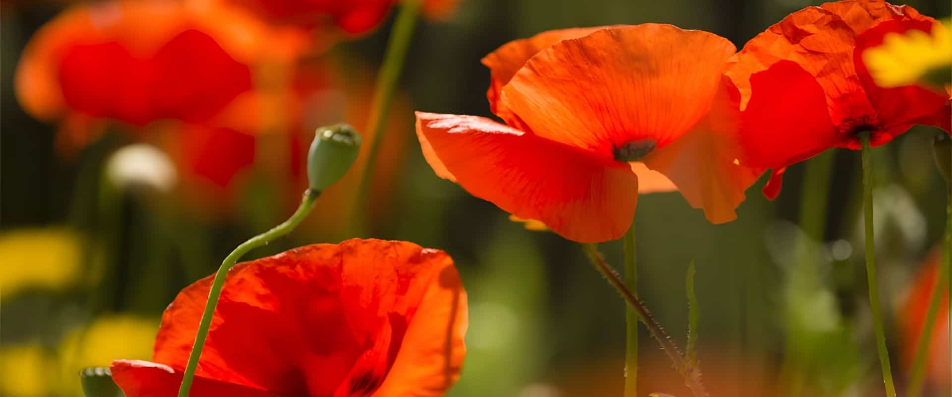 Header remembrance day 04