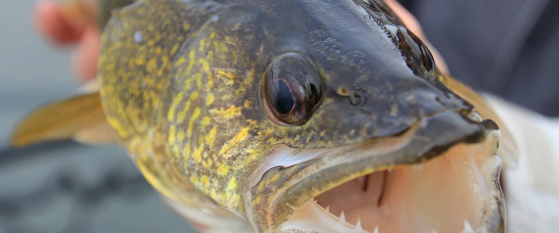 Lesser Slave River Community Events