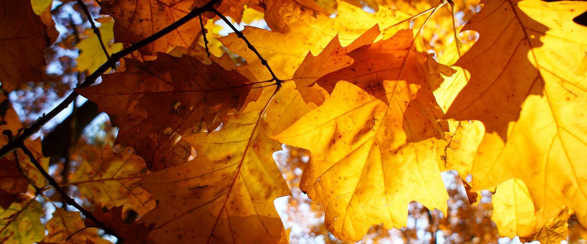 Header oak autumn 01