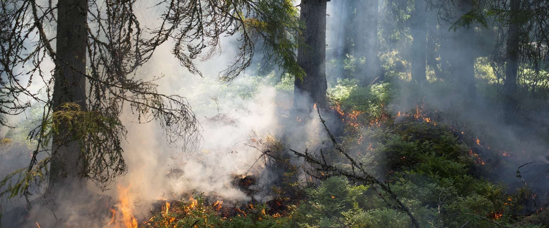 Header wildfire forest 03