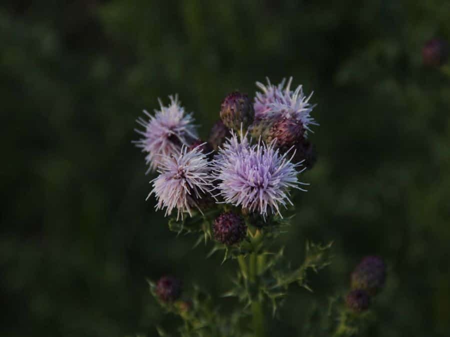Ih canada thistle 01
