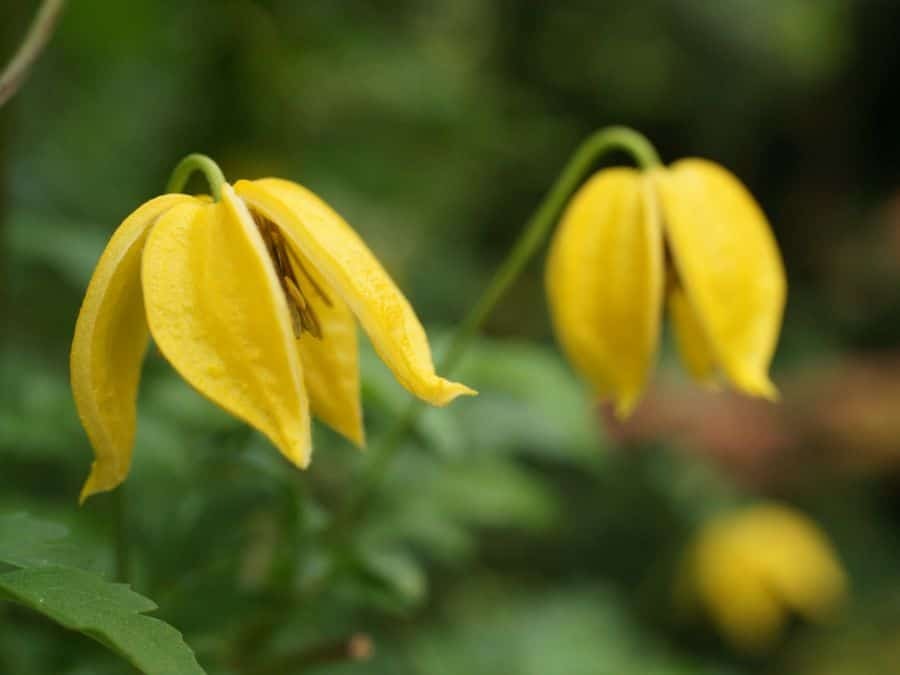 Ih clematis tangutica 01
