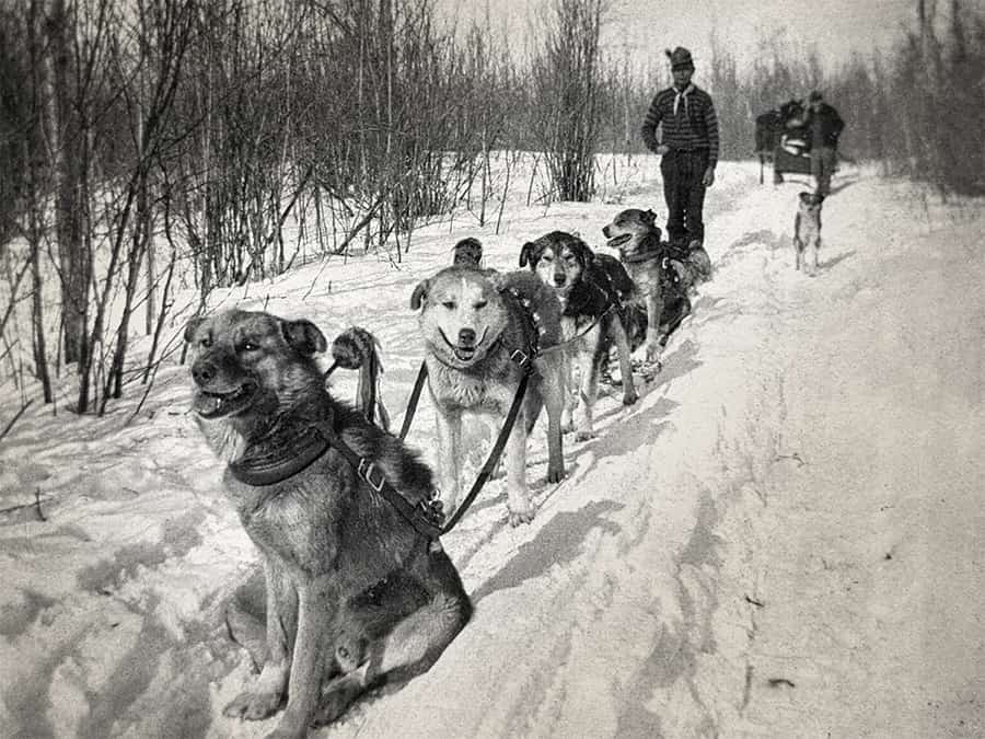 Ih archival dog train 01