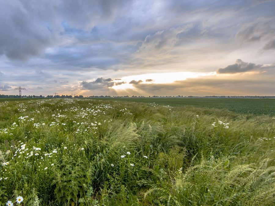 Ih oxeye daisy 01 Ih oxeye daisy 01