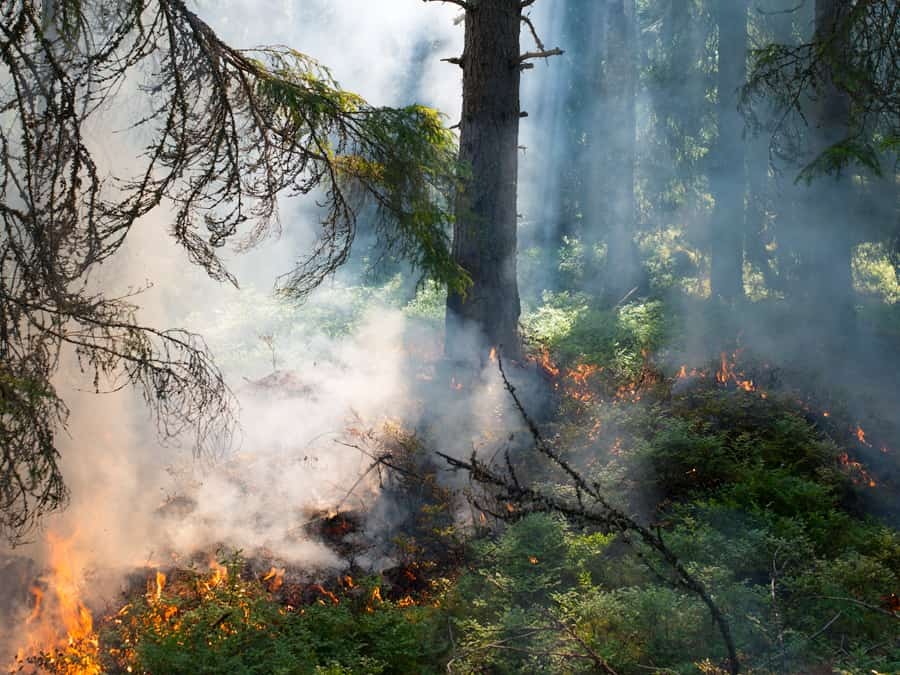 Ih wildfire forest 03