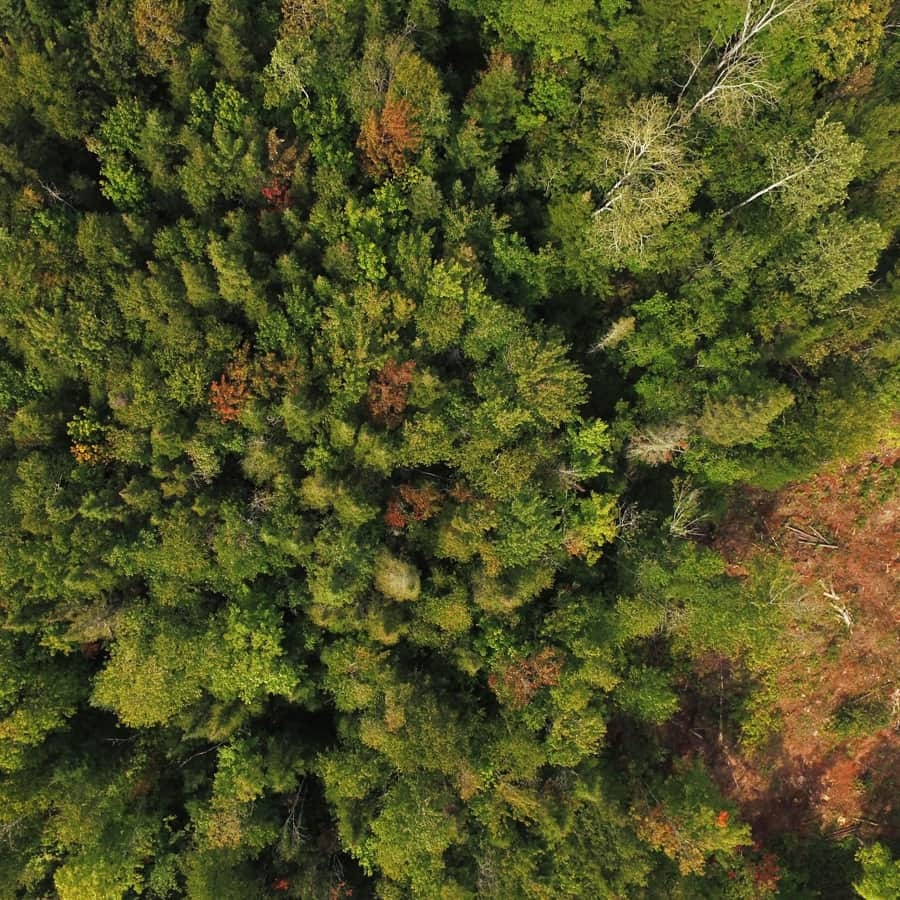 Is aerial forest 01