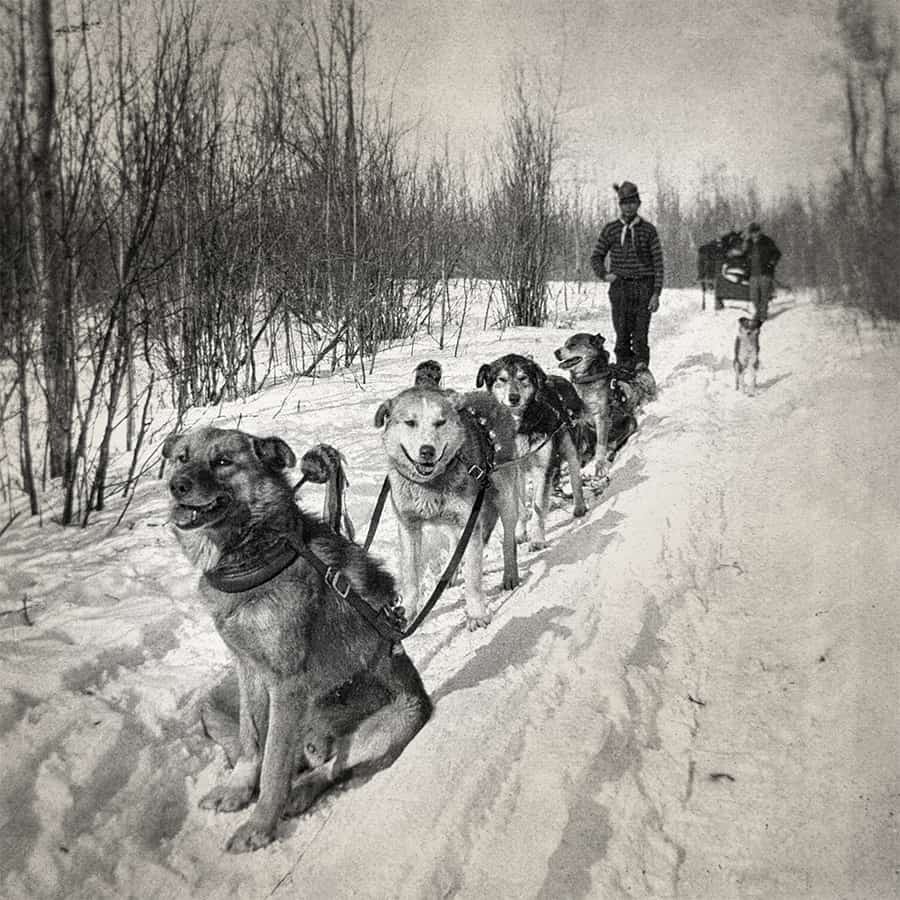 Is archival dog train 01 Is archival dog train 01
