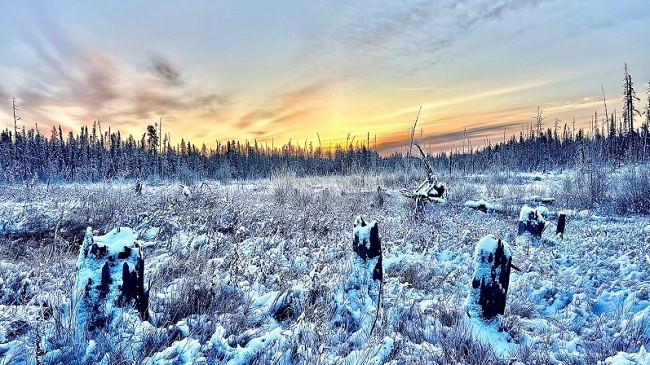Frosty Meadow
