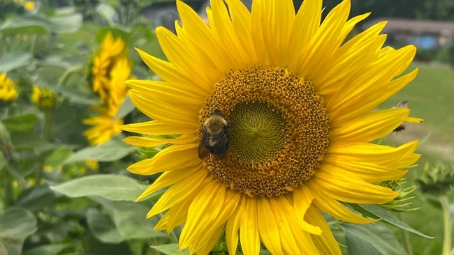 Bee-Kissed Sunflower